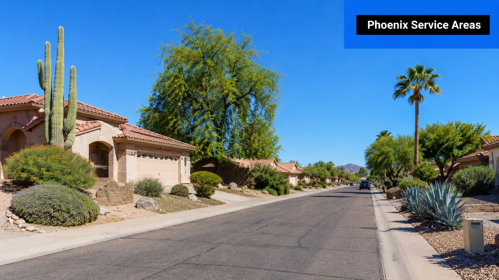 A quiet residential street in Phoenix, Arizona, lined with desert homes, saguaro cacti, and native vegetation.